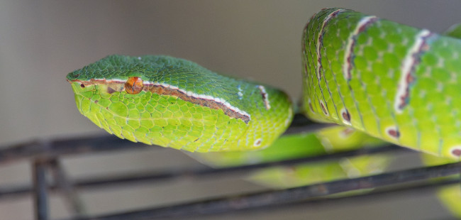 Обои картинки фото животные, змеи,  питоны,  кобры, змея