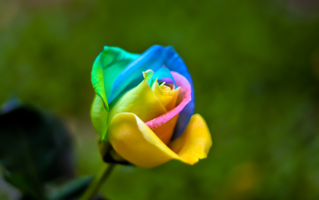 Обои картинки фото цветы, розы, роза, разноцветная