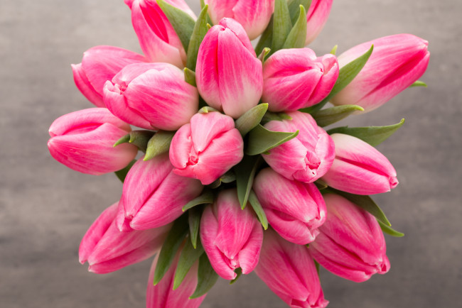 Обои картинки фото цветы, тюльпаны