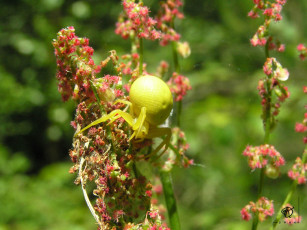 Картинка откормленный жёлтый паук животные пауки