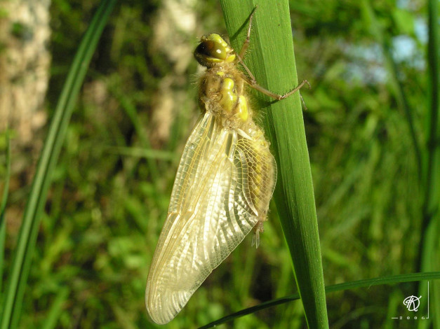 Обои картинки фото вылезло, имаго, стрекозы, животные