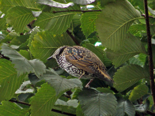 Картинка животные птицы