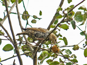 Картинка животные птицы