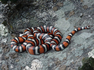 Картинка животные змеи питоны кобры