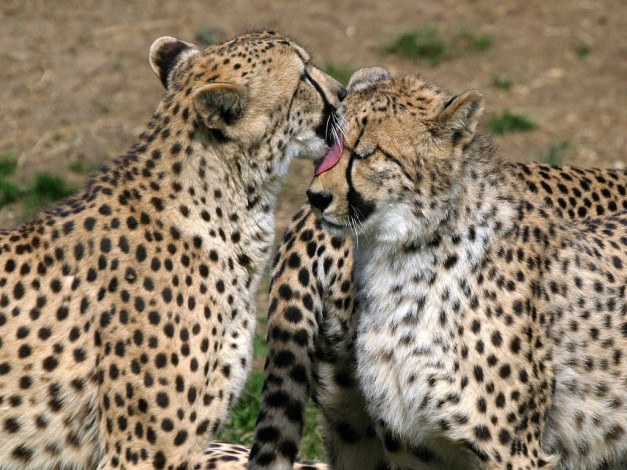 Обои картинки фото животные, гепарды