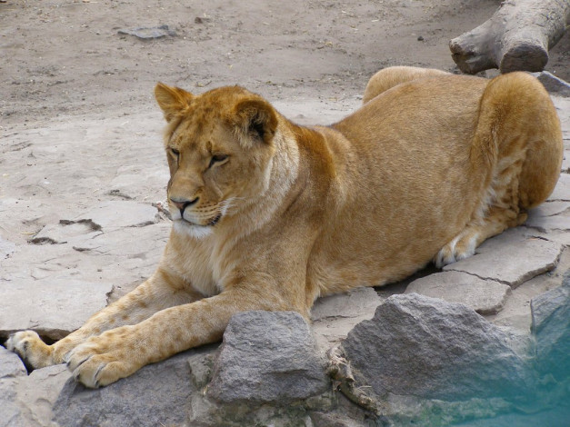 Обои картинки фото животные, львы