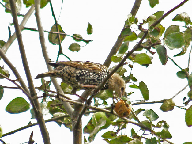 Обои картинки фото животные, птицы