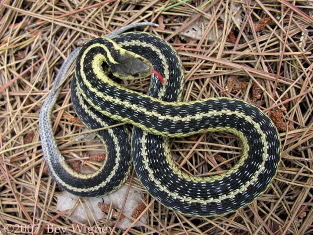 Обои картинки фото животные, змеи, питоны, кобры