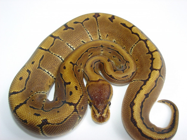 Обои картинки фото животные, змеи, питоны, кобры