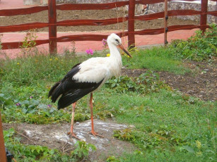 Картинка животные аисты