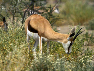 Картинка животные антилопы