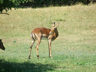 Картинка животные антилопы