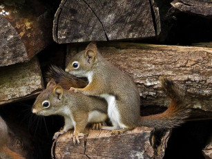 Картинка животные белки