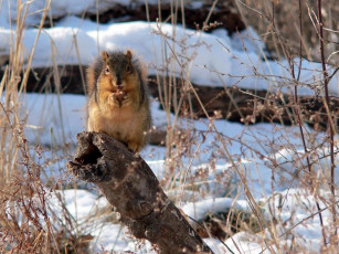 Картинка животные белки