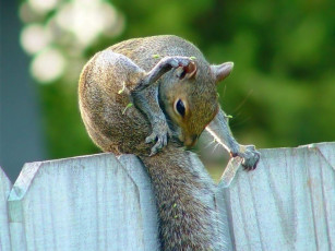 Картинка животные белки