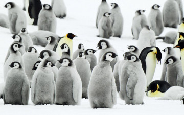 Картинка животные пингвины