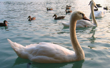 Картинка животные птицы