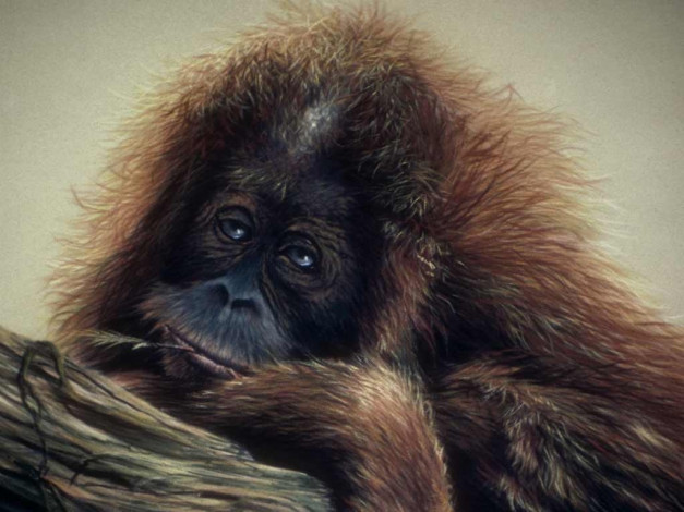 Обои картинки фото рисованные, животные