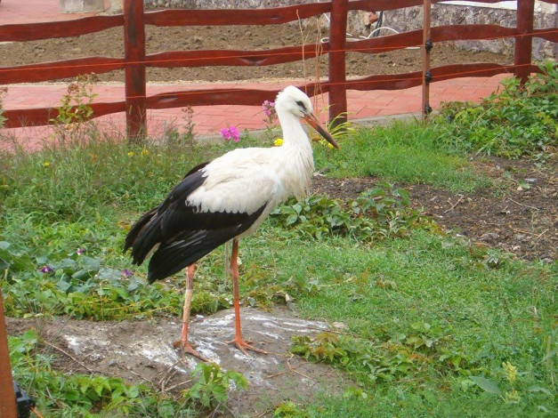 Обои картинки фото животные, аисты