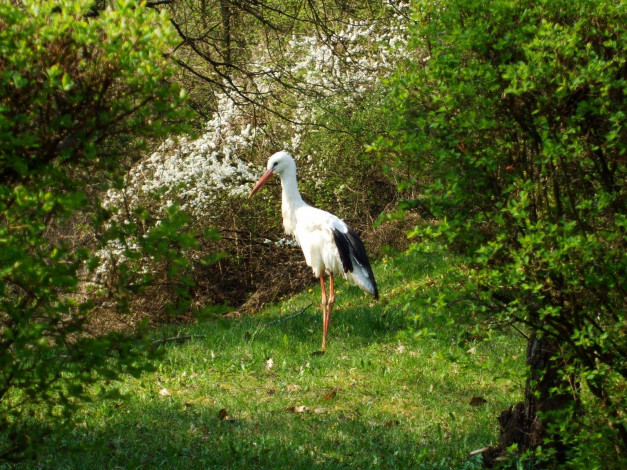 Обои картинки фото животные, аисты