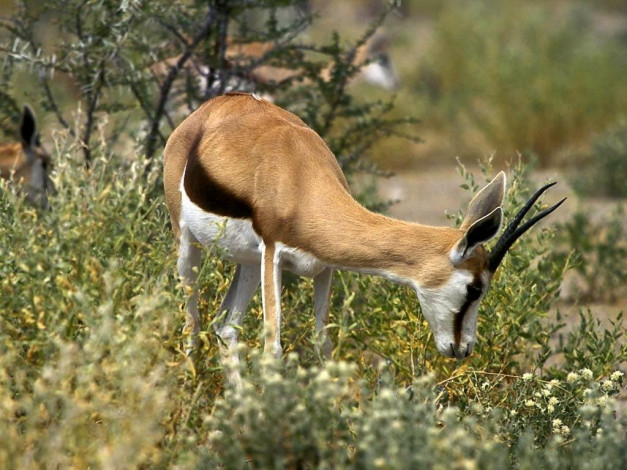 Обои картинки фото животные, антилопы