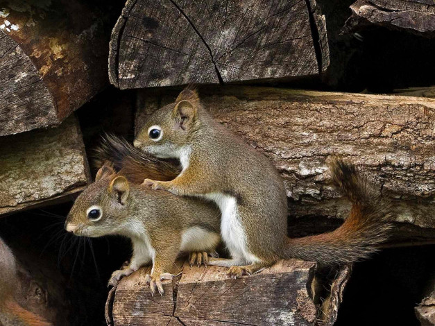 Обои картинки фото животные, белки