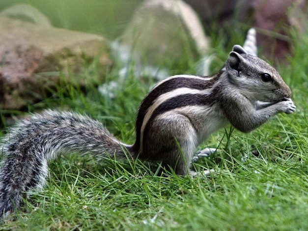 Обои картинки фото животные, бурундуки