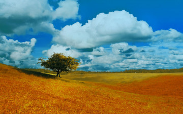 Картинка природа поля