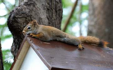 Картинка животные белки