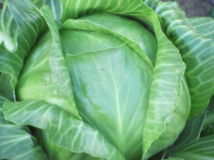 Картинка еда капуста её разновидности большой зеленый