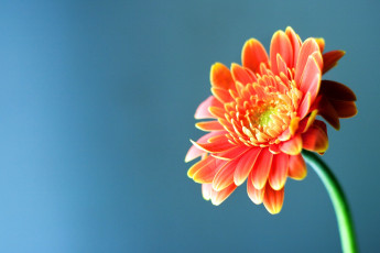 Картинка цветы герберы оранжевый