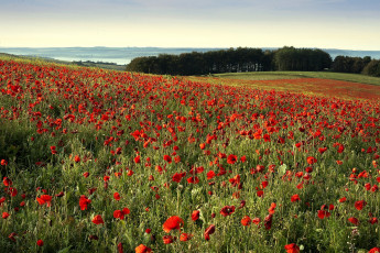 Картинка природа луга маки деревья
