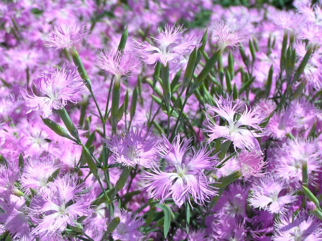 Обои картинки фото цветы, гвоздики, лепестки, сиреневые, лето