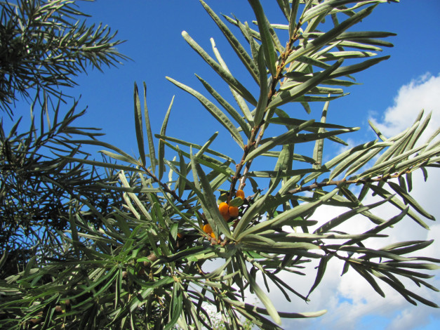 Обои картинки фото облепиха, природа, Ягоды, ветка, облака, небо