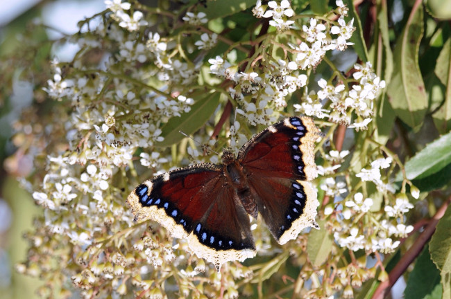 Обои картинки фото животные, бабочки, цветы, крылья
