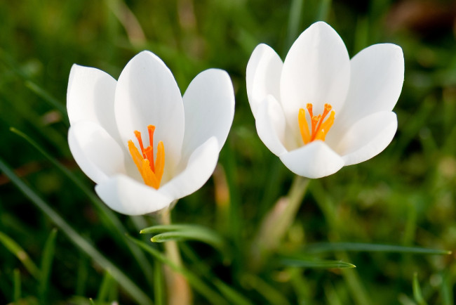 Обои картинки фото цветы, крокусы, белый