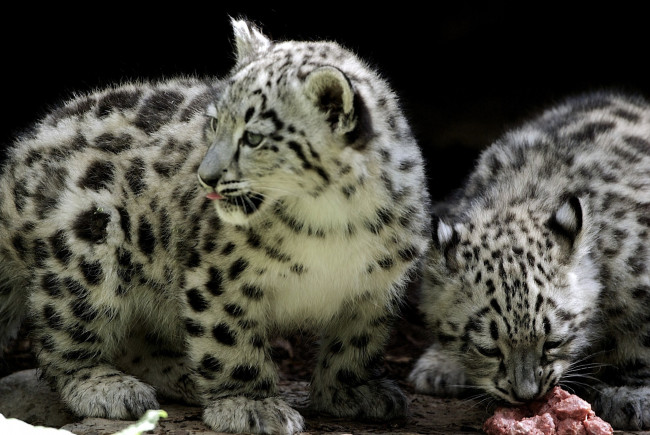 Обои картинки фото животные, снежный, барс, ирбис, пятнистый, малыши