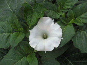 Картинка цветы бругмансия дурман трубы ангела листья ьутон