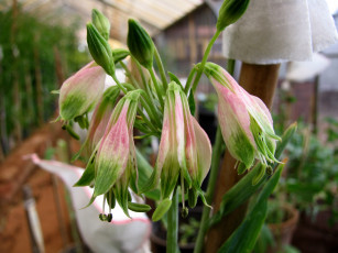 Картинка цветы цветор