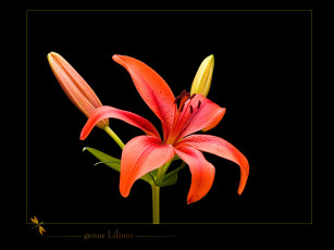 Картинка цветы лилии лилейники лилия