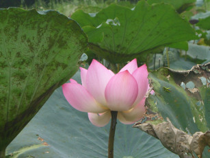 Картинка цветы лотосы лотос