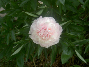 Картинка цветы пионы бутон