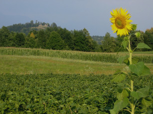 Картинка цветы подсолнухи подсолнух