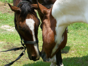 Картинка животные лошади