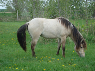 Картинка животные лошади лошадь