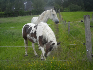 Картинка животные лошади ограждение