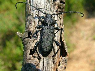 Картинка животные насекомые жук