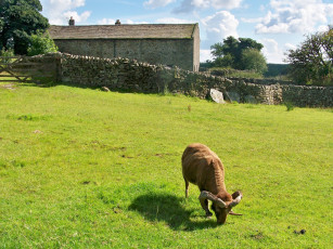 Картинка животные овцы бараны баран
