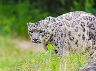 Картинка животные снежный барс ирбис хищник кошка леопард