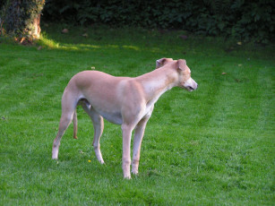 Картинка животные собаки собака